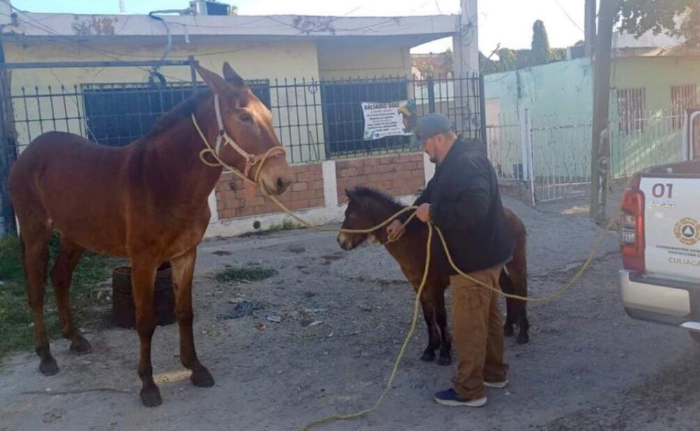 Localizan y aseguran dos caballos en calles de Culiacán, Sinaloa (26/02/2025). Foto: Oficial