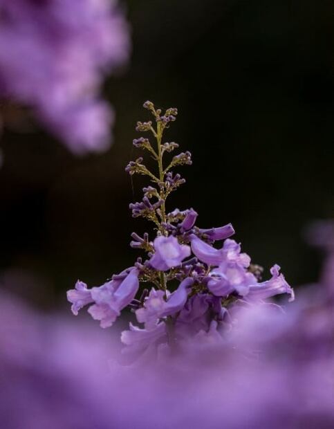 ¿Amas las jacarandas? Este mapa te dice dónde verlas en CDMX