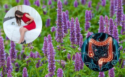 La hierba aromática que ayuda en el tratamiento contra la gastroenteritis