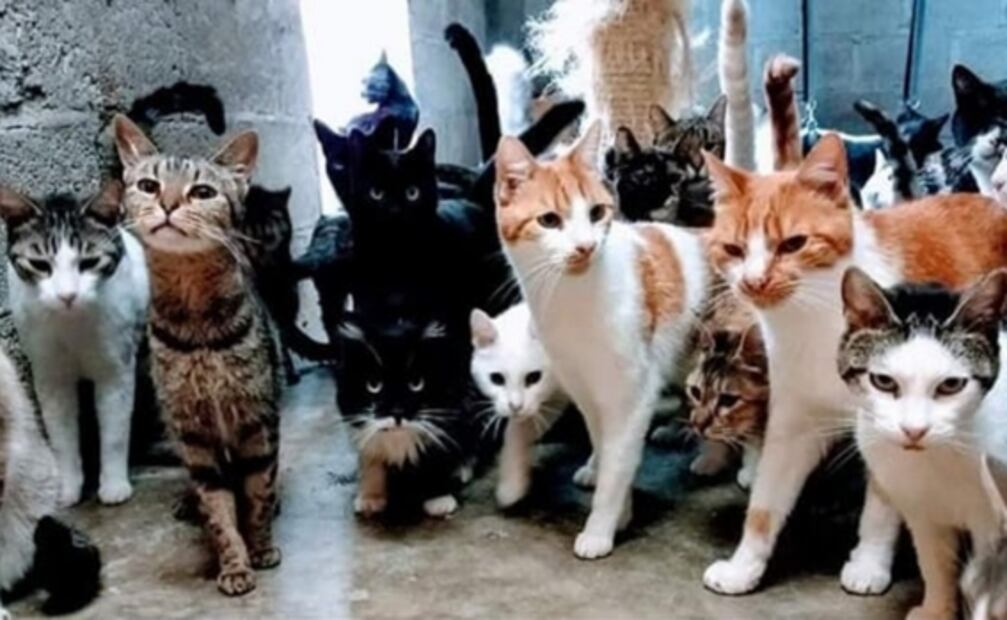 La maestra es una amante de los animales