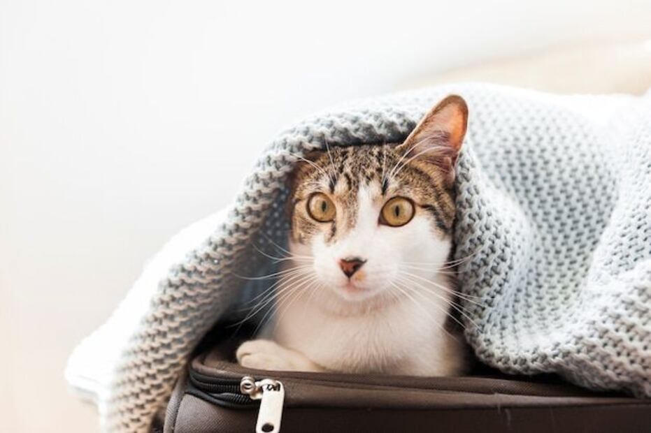 ¿Es necesario tapar a los gatos para dormir? Fuente: Freepik.