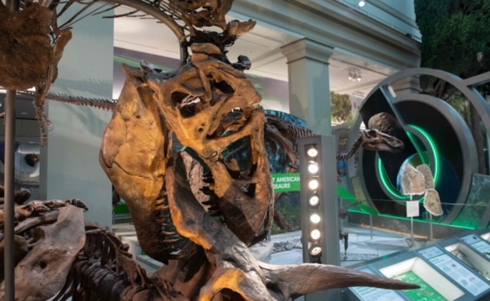 Exhibirán un esqueleto auténtico de "Tyrannosaurus rex"