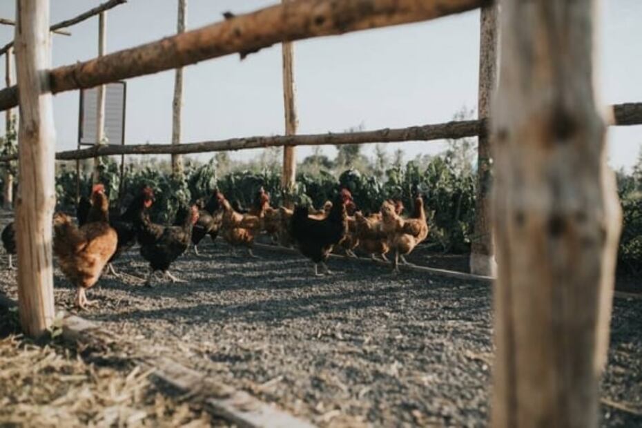 Escápate de la ciudad y disfruta de un día de campo en Querétaro
