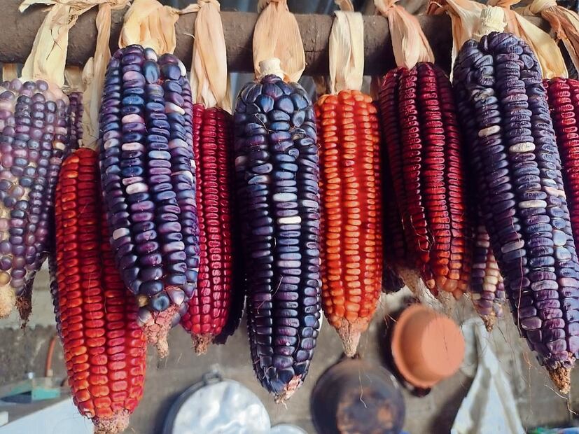 Este año, Morelos obtuvo la distinción de la Sader por la producción del maíz pozolero de mayor peso, porque cada grano alcanza los 1.03 gramos, considerado el mejor a nivel nacional. Foto: de Justino Miranda. El Universal