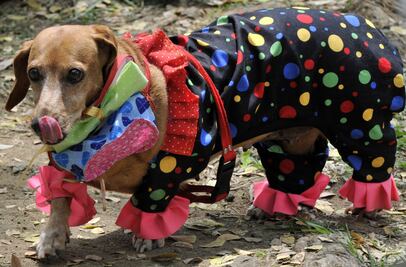 Consejos para salir a pedir calaverita con tu perro