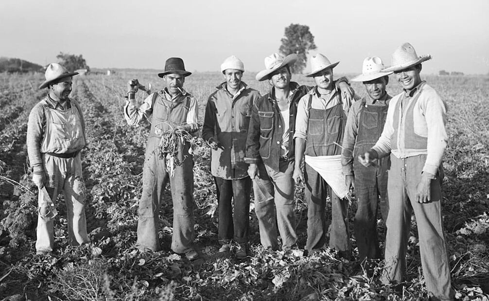 Braceros en campos de Estados Unidos. Como muchos jóvenes, viejos, enfermos y mujeres quedaron fuera del Programa Bracero y decidieron entrar a EU por sus propios medios, arriesgándose a la persecución. Foto: Marjory Collins/Wikimedia Commons.