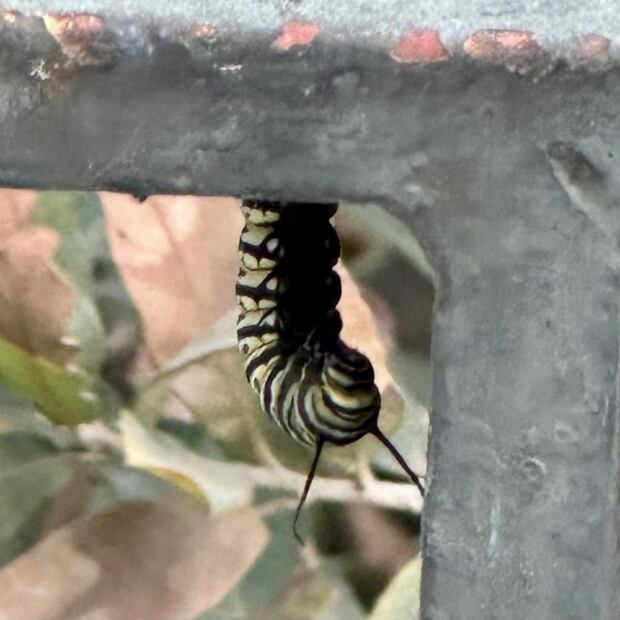 La oruga se pega al metal colgándose encorvada como jota gigante en un rincón. (© O. Vidal/P. Cendón)