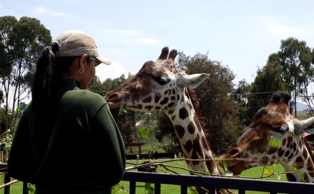 Convive con animales de la mano de expertos en el Zoológico de Zacango. Foto: Facebook Parque Ecológico Zacango