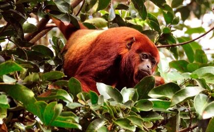 Científicos identifican a primates portadores del zika