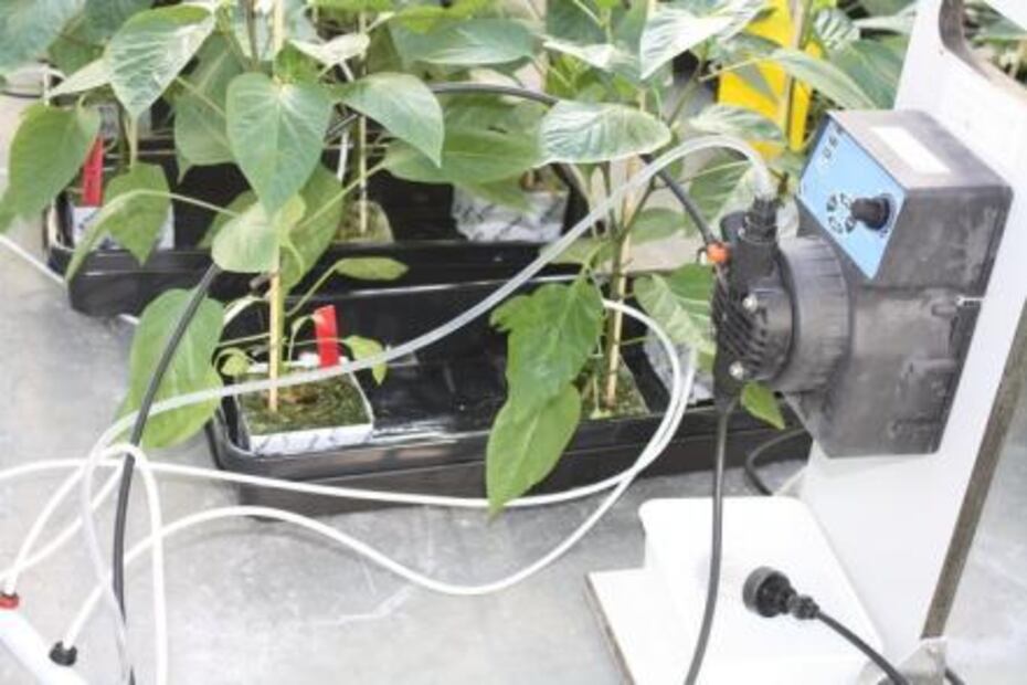 Tomates de primera gracias a las misiones a Marte