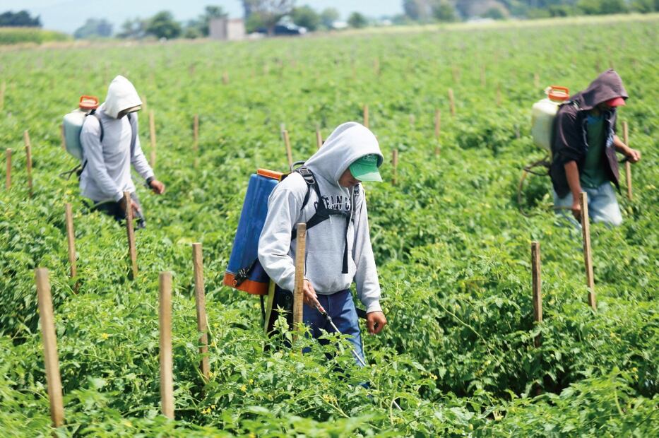 El Conapred afirma que los jornaleros agrícolas trabajan entre nueve y 15 hora s diarias, y muchos de ellos no tienen día de descanso (ARCHIVO EL UNIVERSAL)