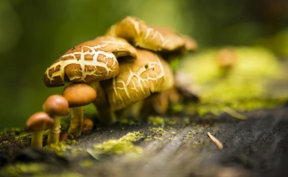 ¿Por qué los hongos psicodélicos son recomendados para tratar la depresión?