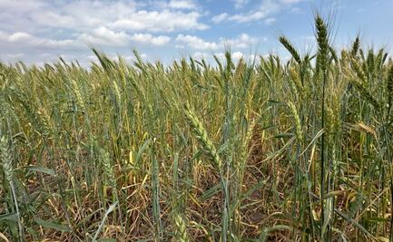 Tamaulipas promueve siembra de trigo en 3 municipios para reactivar la economía rural