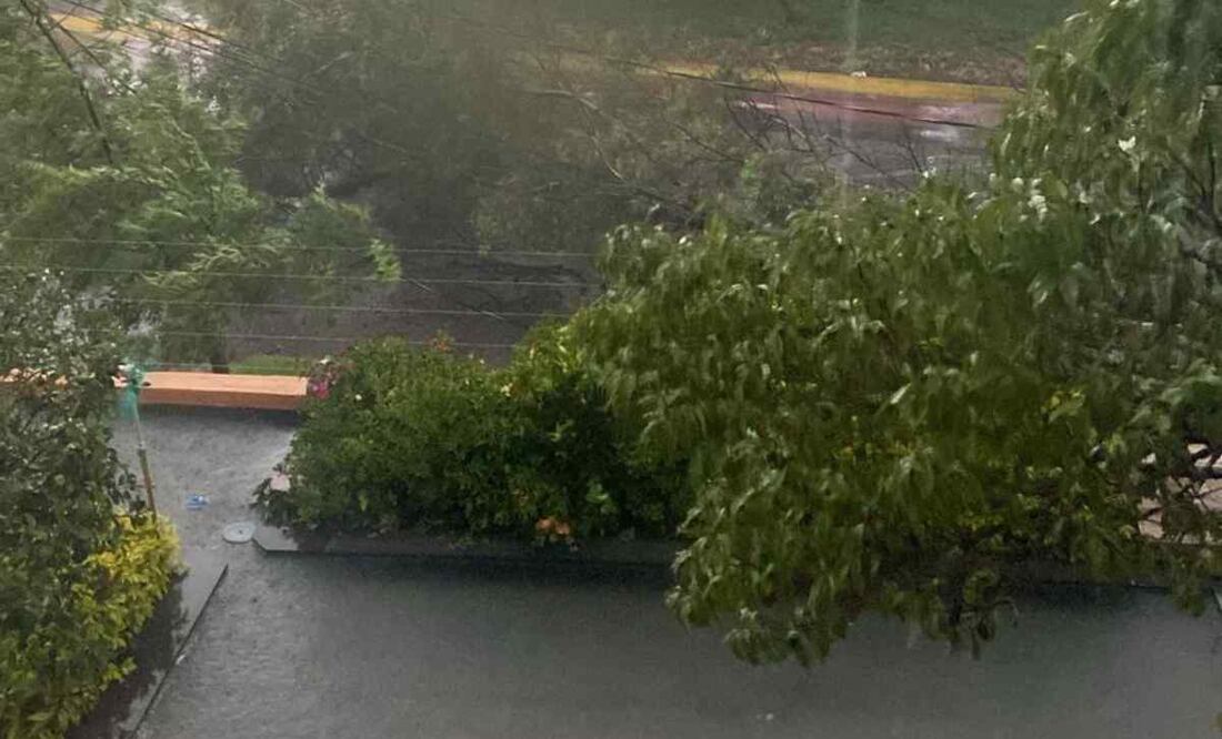 El incidente ocurrió sobre el Circuito Bosques de Bohemia, y debido a las dimensiones del árbol, cayó encima de cableado eléctrico. Foto: Especial