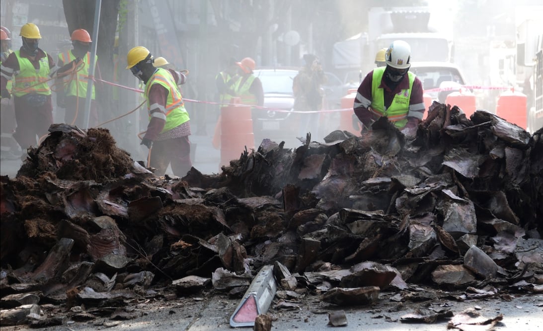Trabajadores del Gobierno de la CDMX derriban palmeras enfermas o muertas en pie a causa de hongos y en su lugar plantan árboles de especies nativas del Valle de México, el 2 de diciembre de 2025. Foto: Carlos Mejía/EL UNIVERSAL