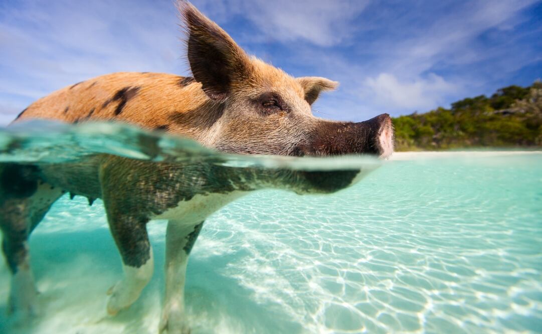 La llamada "isla de los cerditos" de Bahamas en realidad se llama Cayo Big Major. Foto: iStock