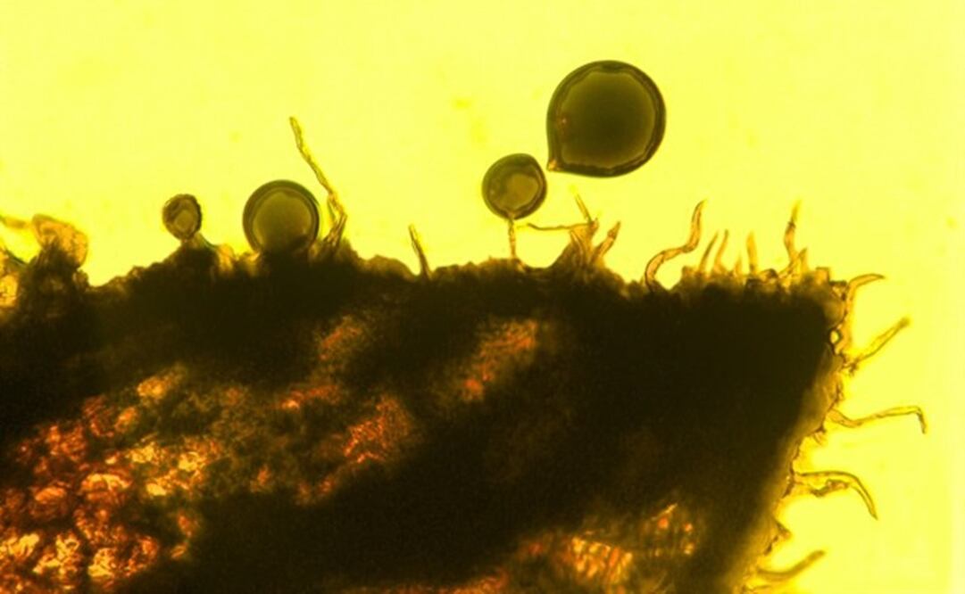 Foto: Oregon State University 