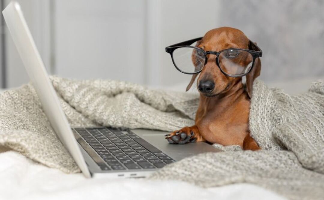 La inteligencia de los perros va más allá de lo que percibimos a simple vista. Fuente: Freepik.