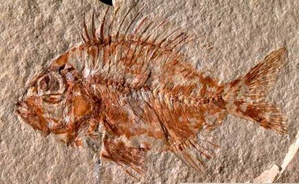 Este es el pez de hace 95 millones de años que acaba de descubrir la UNAM