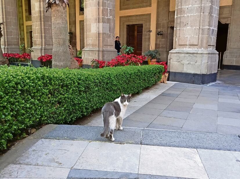 En el cuarto piso de Palacio Nacional se acondicionó una oficina con los insumos para dar atención médica a los gatos. Foto: Pedro Villa y Caña / EL UNIVERSAL