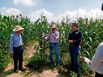 En Chapingo impulsan  la producción de maíz