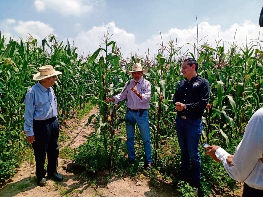 Desde abril, la Universidad de Chapingo ha cultivado 12 hectáreas para experimentación y validación de semillas de 15 empresas mexicanas, que aportaron variedades mejoradas de maíz amarillo. Foto: Especial