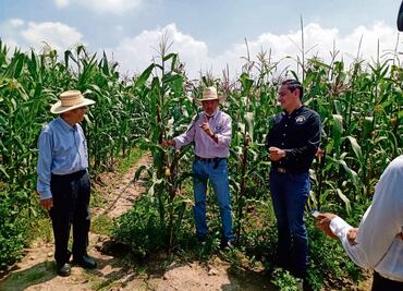 En Chapingo impulsan la producción de maíz