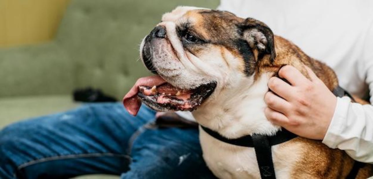 Un diagnóstico temprano puede marcar la diferencia en el pronóstico de tu mascota. Fuente: Freepik.