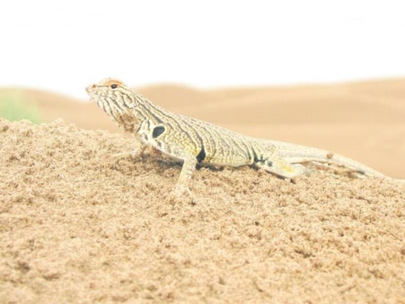 En riesgo, nueve tipos de lagartijas