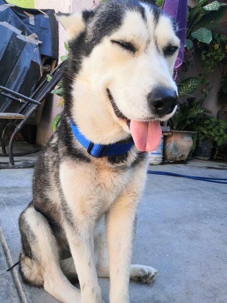 Max, el perrito que está lleno de "bolas" y vende cupcakes para pagar tratamiento