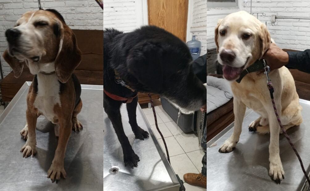 Rescate de perritos abandonados en Azcapotzalco (18/07/2025). Foto: Especial