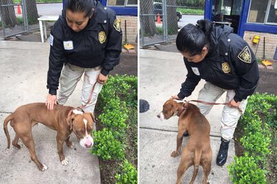 Rescatan en Xochimilco a perro utilizado en peleas