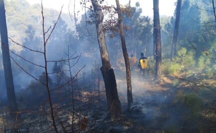 Trabajan en sofocar 13 incendios forestales en Chihuahua