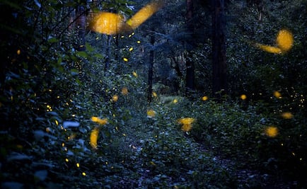 3 places to see fireflies near Mexico City
