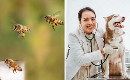 ¿Qué se celebra el 17 de agosto?; conoce las efemérides más destacadas del día