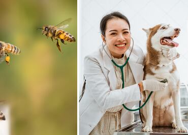 ¿Qué se celebra el 17 de agosto?; conoce las efemérides más destacadas del día