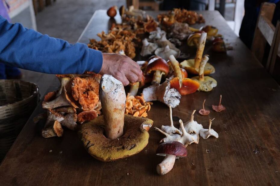 Foto: Fungi People