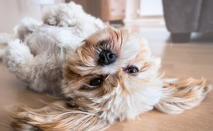 Día Mundial contra la Rabia: ¿por qué es importante vacunar a los perritos?