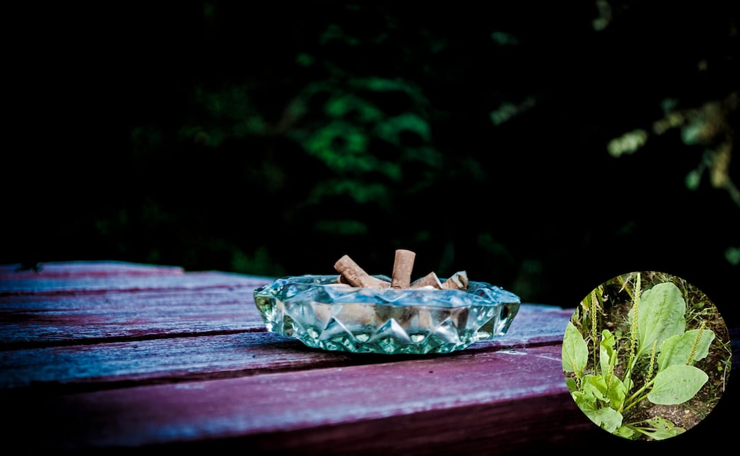 Una alternativa natural para combatir el tabaquismo y mejorar la salud respiratoria. Foto: El Universal