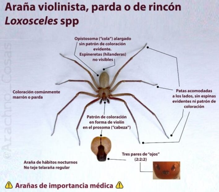 Alertan por nueva especie de araña violinista en CDMX y Edomex