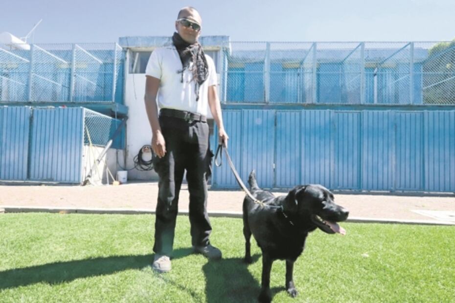 Perritos que prestan sus ojos