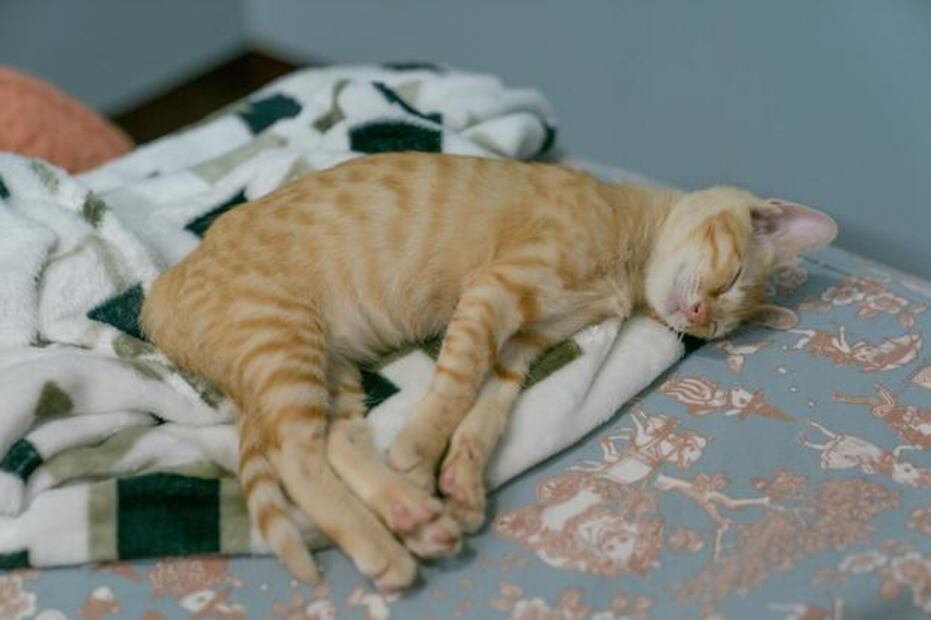 Es crucial no ignorar los signos y actuar de manera rápida para asegurar el bienestar de tu Gato. Fuente: Freepik.
