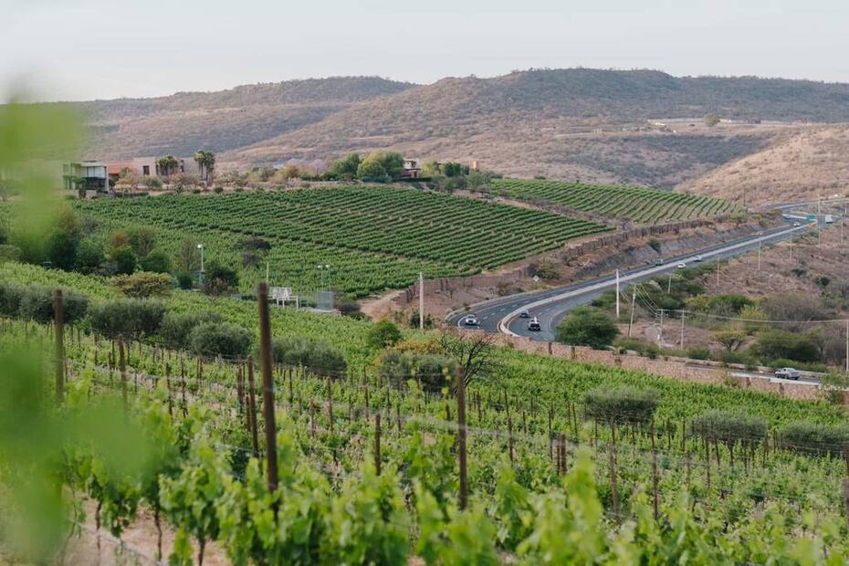 Foto: Viñedo San Miguel