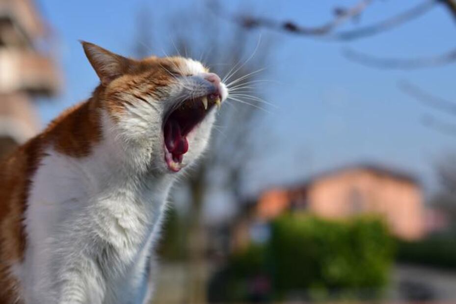 Una tos persistente es una razón válida para acudir al veterinario. Fuente: Freepik.