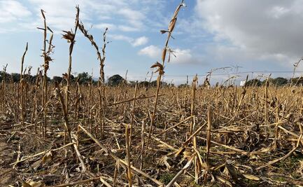UNAM alerta que 200 millones podrían emigrar por sequías en 2050; pide conservar biodiversidad