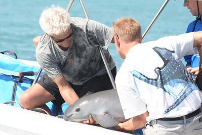 Hallan cría de vaquita marina y la liberan
