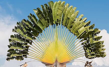 La planta que podría salvar tu vida, conoce la palmera del viajero 