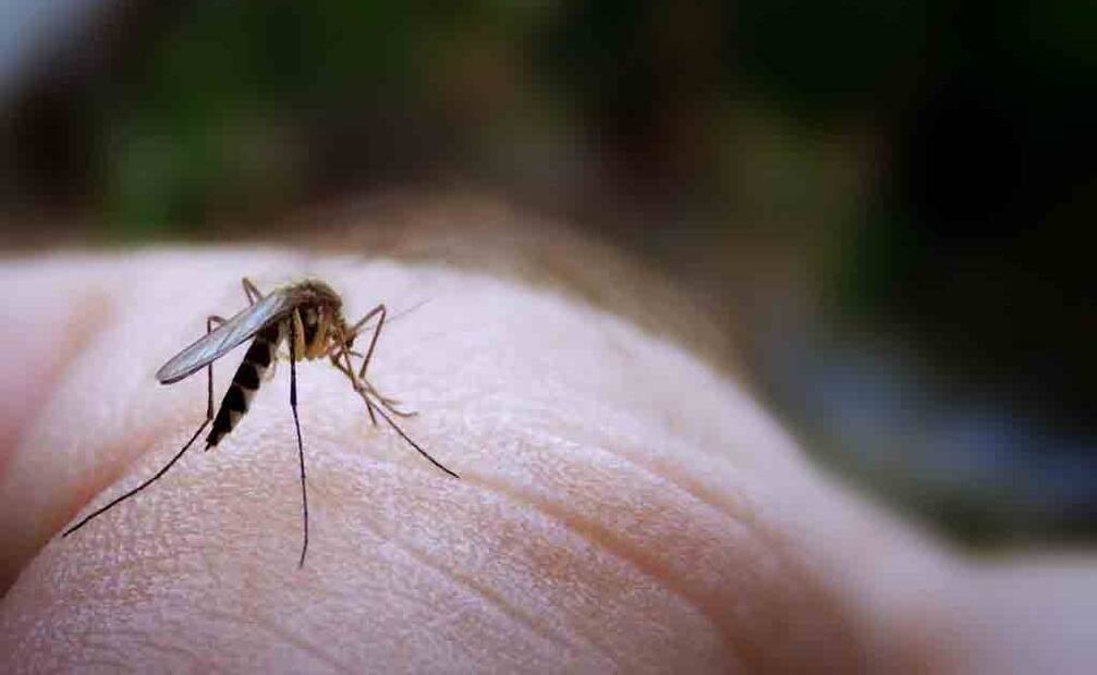 La relación entre el dengue y el SGB no está completamente comprendida, pero se cree que está relacionada con una respuesta inmunitaria anormal. Foto: Archivo EL UNIVERSAL