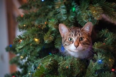 ¿Cómo evitar que tu gato destruya el árbol de Navidad? Esto dice un experto en comportamiento animal 