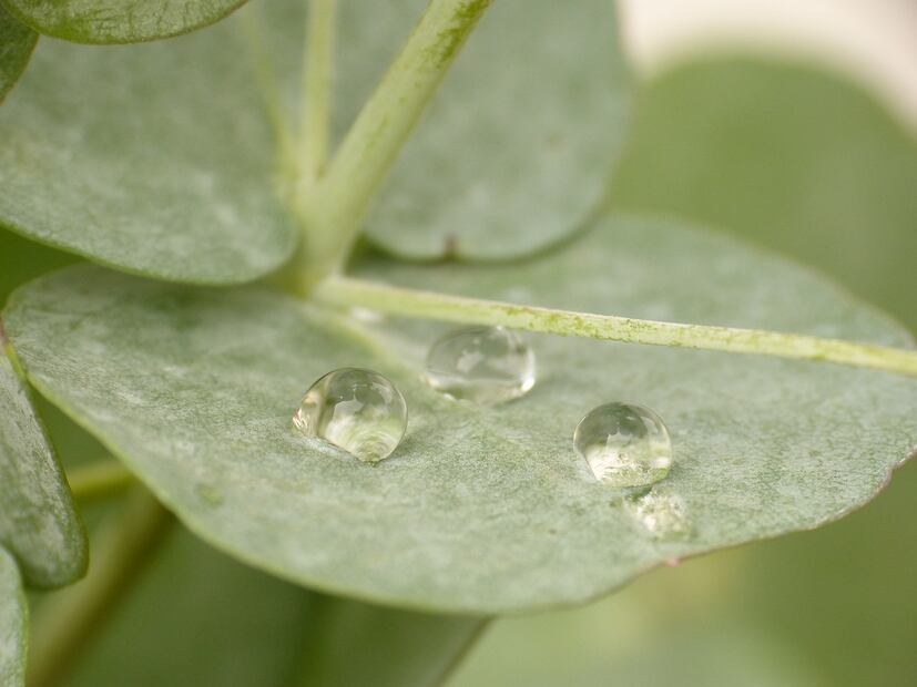 Eucalipto. Fuente: Pixabay